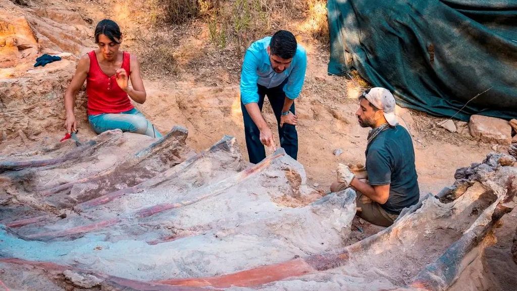 Woww... Kerangka Fosil Dinosaurus Terbesar Ditemukan di Portugal