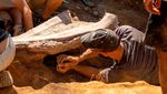 Woww... Kerangka Fosil Dinosaurus Terbesar Ditemukan di Portugal