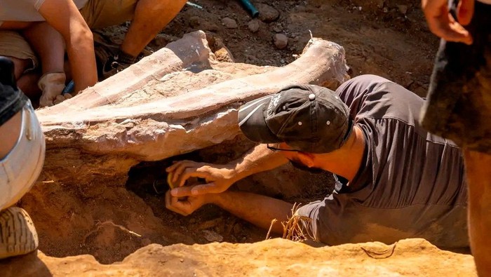 temuan kerangka fosil dinosaurus terbesar A view during a phase of the excavation works of a partial skeleton of a sauropod dinosaur at the Monte Agudo fossil site, in Pombal, Portugal in this handout taken August 2022. Instituto Dom Luiz (Faculty of Sciences of the University of Lisbon) /Handout via REUTERS THIS IMAGE HAS BEEN SUPPLIED BY A THIRD PARTY. MANDATORY CREDIT. NO RESALES. NO ARCHIVES.