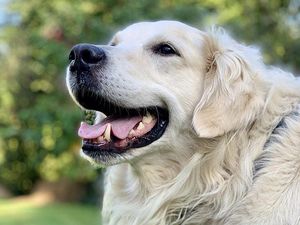 Hasil Penelitian: Anjing Lebih Sering Menangis saat Bersama Pemiliknya, Kenapa?