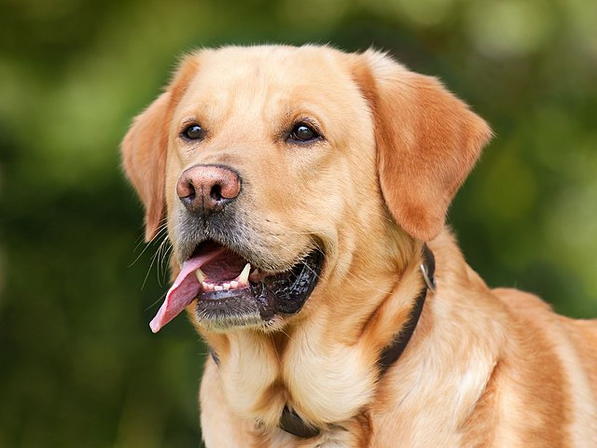 Berteman baik kepada Anjing