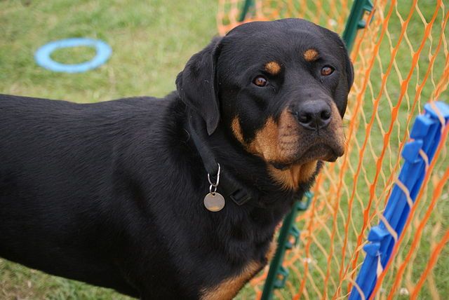 Anjing lucu dan menggemaskan.