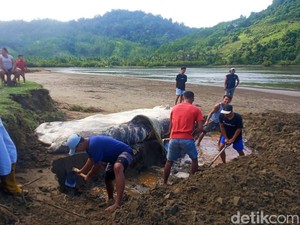 Hiu Tutul Kembali Ditemukan Mati Terdampar di Banyuwangi