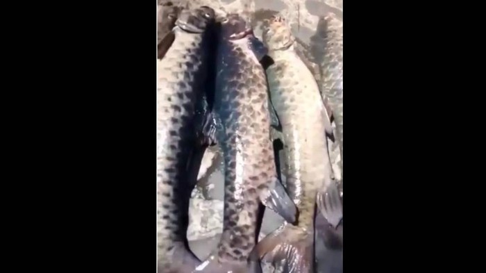 Ikan dewa kolam Cibulan, Kuningan mendadak mati