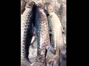 Misterius! Ikan Dewa Cibulan Kuningan Mati Massal