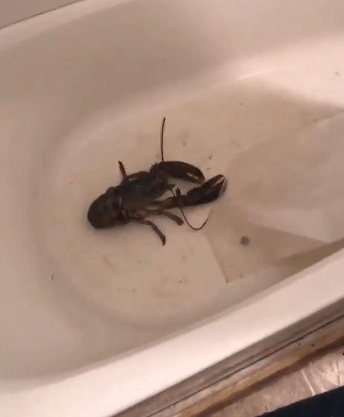 Ini 10 Foto Kocak Simpan Makanan di Kamar Mandi, Roti hingga Lobster Ini 10 Foto Kocak Simpan Makanan di Kamar Mandi, Roti hingga Lobster