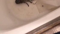Banyak cara untuk membuat seafood tetap segar sebelum di masak. Salah satunya dengan menempatkannya di dalam bathub di kamar mandi. Seperti lobster yang satu ini. Foto: Site News