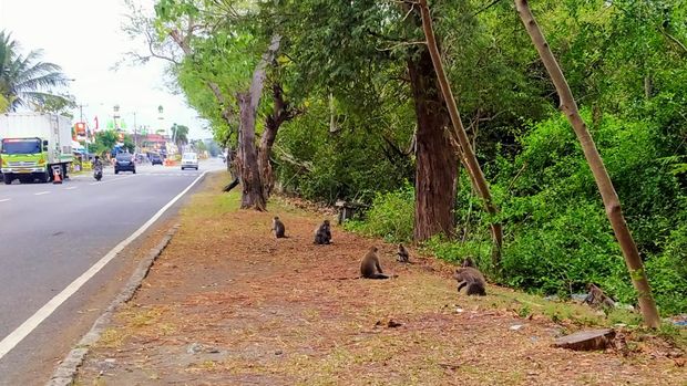 Keberadaan monyet di sepanjang jalan kawasan Hutan Cekik, Taman Nasional Bali Barat (TNBB), Jembrana, Bali, kerap menarik perhatian pengendara yang melintas.