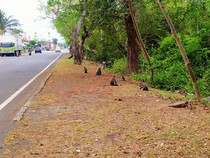 Kecapekan, Bule Amerika Tewas Saat Trekking di Hutan Bali Barat