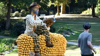 Setelah matang, labu dibawa ke Ludwigsburg, dan ketika festival digelar, terdapat lebih dari 400 ribu dari enam ratus jenis labu ditampilkan. (Thomas Kienzle/AFP/Getty Images)