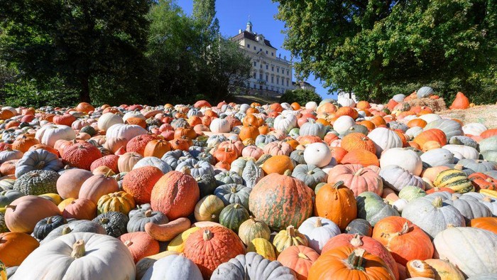 A show field with pumpkins is seen at a pumpkin exhibition in the garden of Ludwigsburg Castle in Ludwigsburg, southern Germany, on August 25, 2022. (Photo by THOMAS KIENZLE / AFP) (Photo by THOMAS KIENZLE/AFP via Getty Images)