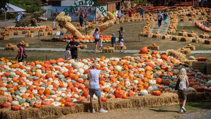 26 August 2022, Baden-Wuerttemberg, Ludwigsburg: Visitors look at the Ludwigsburg pumpkin exhibition in the Blühenden Barock. Under the motto 