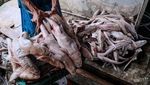 Ikan Hiu Ini Jadi Target Nelayan di Bangka Belitung Karena Mahal
