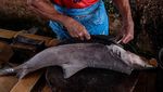 Ikan Hiu Ini Jadi Target Nelayan di Bangka Belitung Karena Mahal