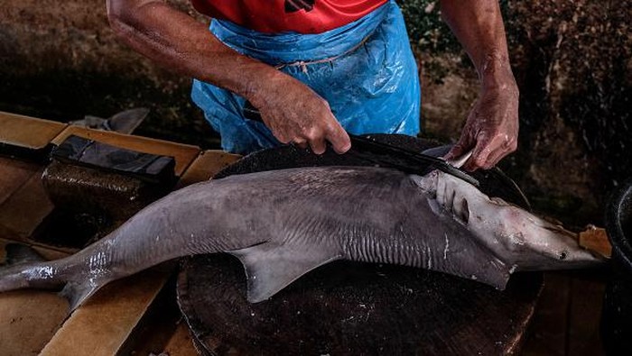 Nilai Jual Tinggi, Hiu Masih Jadi Incaran Nelayan di Bangka Belitung A worker prepared cuts the shark fins at the fish market on August 30, 2022 in Bangka Belitung, Indonesia. Local fishermen hunt for sharks for consumtion and sell the fins for regional market, mostly to Singapore and China. (Photo by Resha Juhari/NurPhoto via Getty Images)