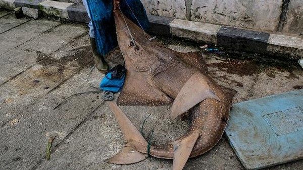 Ikan Hiu Ini Jadi Target Nelayan di Bangka Belitung Karena Mahal