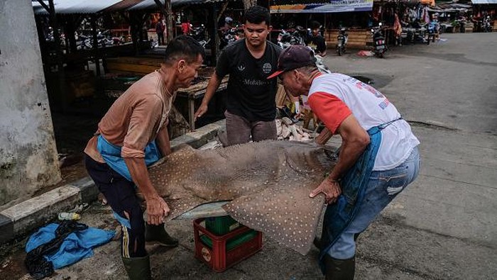 Nilai Jual Tinggi, Hiu Masih Jadi Incaran Nelayan di Bangka Belitung A worker prepared cuts the shark fins at the fish market on August 30, 2022 in Bangka Belitung, Indonesia. Local fishermen hunt for sharks for consumtion and sell the fins for regional market, mostly to Singapore and China. (Photo by Resha Juhari/NurPhoto via Getty Images)