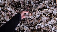 Foto ikan hiu yang siap dijual ke pedagang. Sirip ikan hiu yang dijual pedagang di Provinsi Kepulauan Bangka Belitung juga menjadi oleh-oleh favorit para wisatawan karena dianggap langka.  