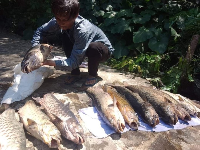 Penampakan ikan dewa yang mati massal di Cibulan Kuningan