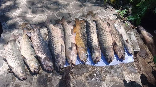 Penampakan ikan dewa yang mati massal di Cibulan Kuningan