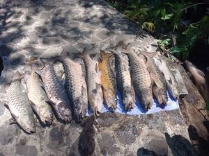 Fakta-fakta Kematian Ikan Dewa Cibulan Kuningan