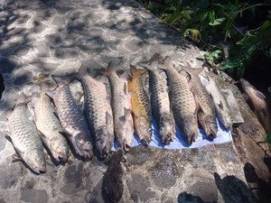 Bangkai Ikan Dewa Dikafani-Diazani, Mitosnya Jelmaan Pasukan Siliwangi