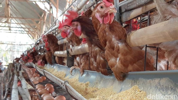 Peternak ayam petelur di Boyolali.
