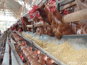 Bangkrut Peternak Ayam Petelur di Sumut gegara Harga Pakan Mahal
