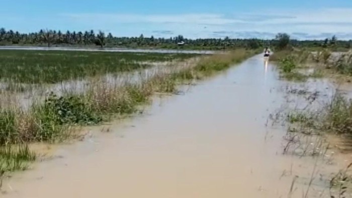 Sawah hingga tambak di Mamuju, Sulbar, terendam banjir.