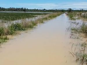 Banjir Terjang Mamuju, 50 Hektare Sawah Terancam Gagal Panen