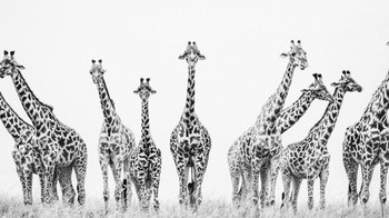 Golden Mention Fauna dan Flora karya Ricardo Tormo Massignani Foto: Black and White Photo Awards