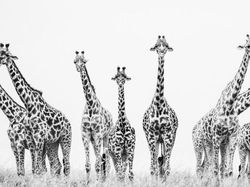 Karya Spektakuler Kontes Foto Hitam Putih, Siap-siap Terpana