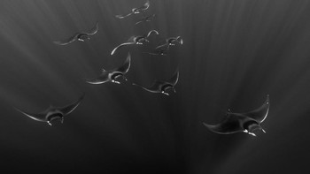 Jawara kategori Fauna dan Flora diraih Enric Adrian Gener Foto: Black and White Photo Awards