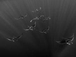 Karya Spektakuler Kontes Foto Hitam Putih, Siap-siap Terpana