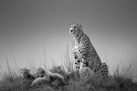 Black and White Photo Awards 2022