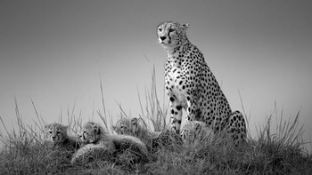 Absolute Winner diraih Johan Willems Foto: Black and White Photo Awards