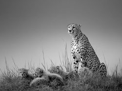 Karya Spektakuler Kontes Foto Hitam Putih, Siap-siap Terpana