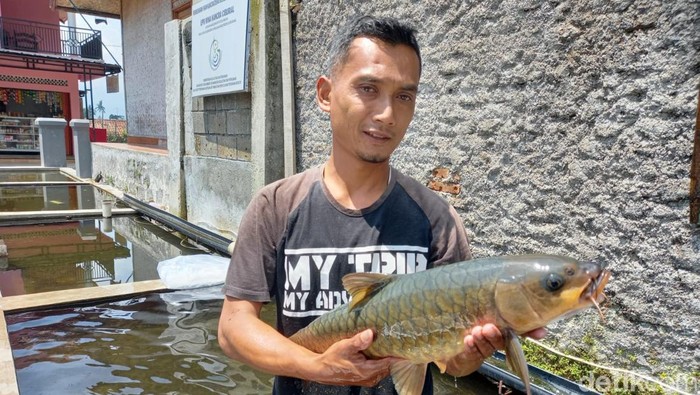 Budidaya ikan dewa di Cimalaka, Sumedang