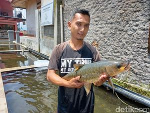 Ikan Dewa Hasil Budi Daya Warga Sumedang Diekspor ke Hongkong