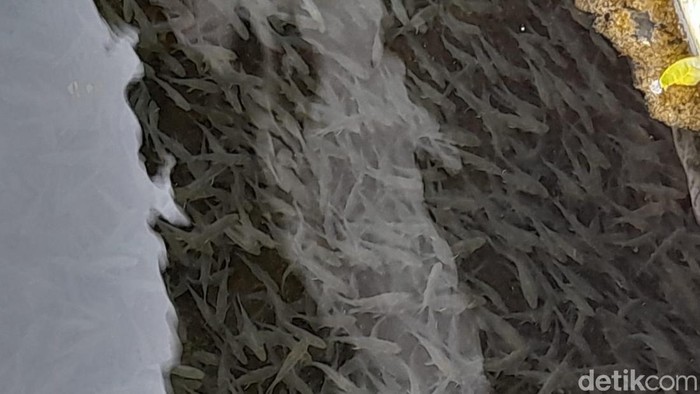 Budidaya ikan dewa di Cimalaka, Sumedang