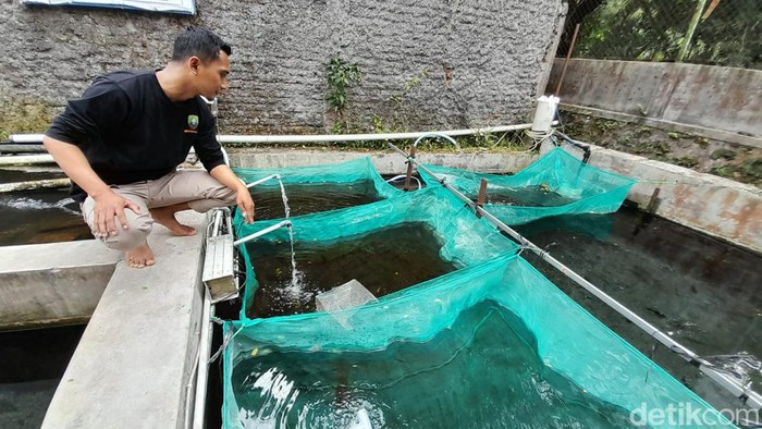 Budidaya ikan dewa di Cimalaka, Sumedang