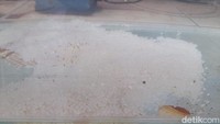 Beginilah bentuk telur-telur ikan dewa di dalam aquarium sebelum masuk penangkaran. Hingga menjadi dewasa atau hingga mencapai bobot 1 kilogram hingga lebih dibutuhkan waktu 2 tahun.
