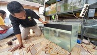 Penangkaran ikan dewa saat usia 1,5 bulan