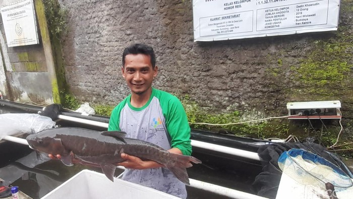 Budidaya ikan dewa di Cimalaka, Sumedang