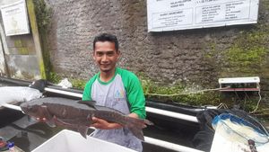 Menengok Budidaya Ikan Dewa Cimalaka yang Profitnya Selangit!