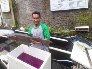 Menengok Budidaya Ikan Dewa Cimalaka yang Profitnya Selangit!