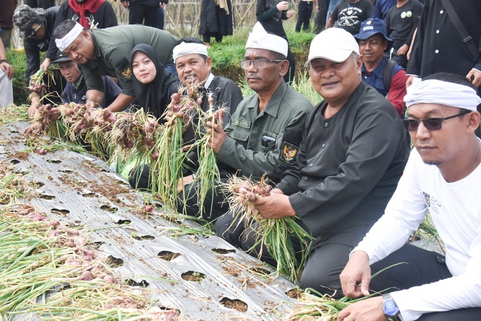 Dedi Mulyadi Panen Bawang