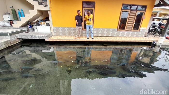 Dedin Khoerudin (kaos hitam) sedang menunjukan jenis ikan kancra ke pengunjung di lokasi pembudidayaan di sekitar rumahnya yang berlokasi di Desa Licin, Kecamatan Cimalaka