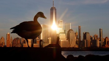 Lanskap sunset ini terlihat mengerikan saat siluet seekor bebek raksasa nampak melintas diantara gedung perkantoran New York, AS. Momen ilusi optik ini dijepret pada 8 Agustus 2022 lalu.