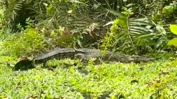 Kemunculan buaya ke permukiman warga di wilayah Raha Muna, Sultra.